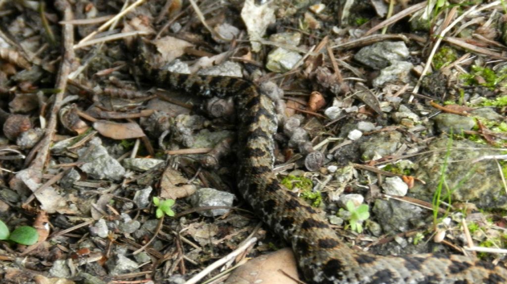 Vipera aspis francisciredi